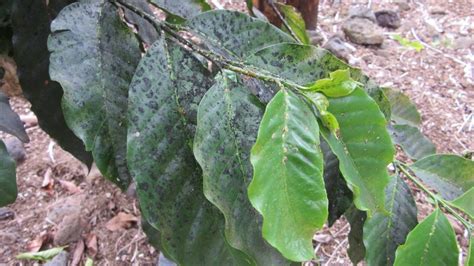 The _1893 Coffee Plant Disease Outbreak,  A Turning Point for Brazil's Economic Landscape